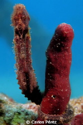 Brown Seahorse(Hipocampus Reidi) by Carlos Pérez 